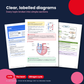 CCEA GCSE Biology Unit 1 & Unit 2 Revision Guide PDF