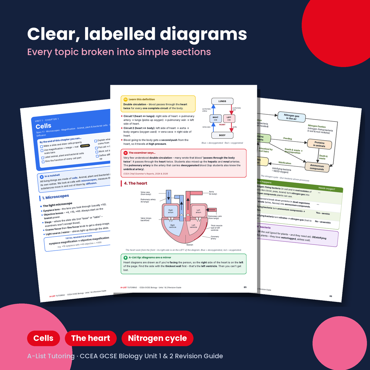 CCEA GCSE Biology Unit 1 & Unit 2 Revision Guide PDF